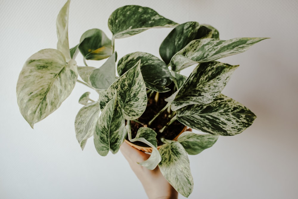 a hand holding a plant with green leaves