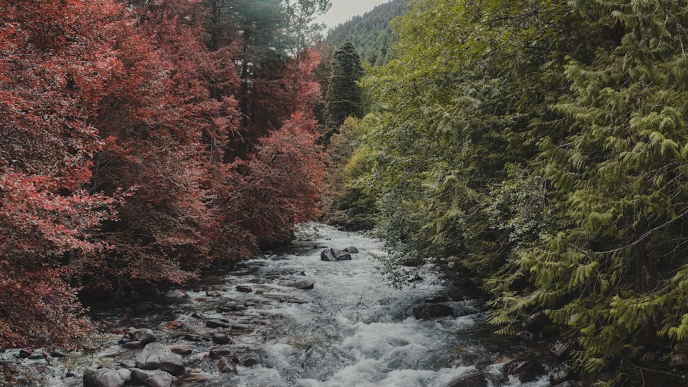 a river running through a lush green forest