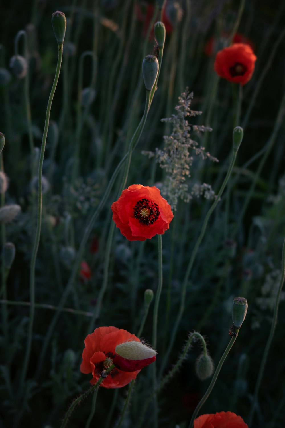 a bunch of red flowers that are in the grass