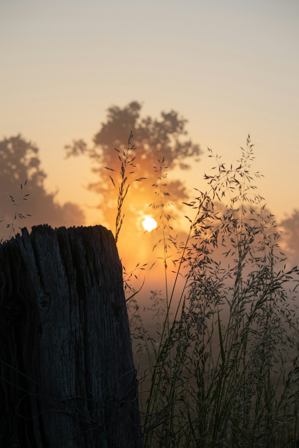 the sun is setting behind a tree stump