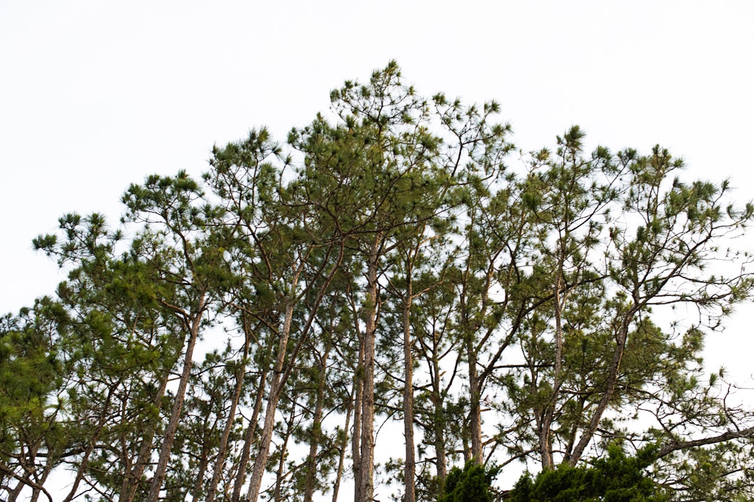 green trees under white sky during daytime