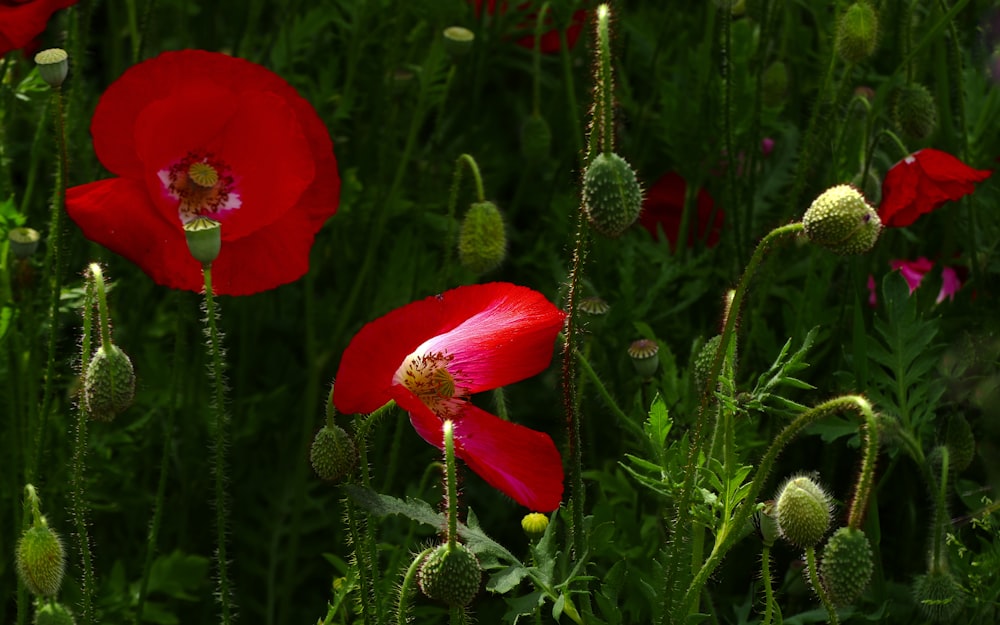 a field full of red flowers with green stems