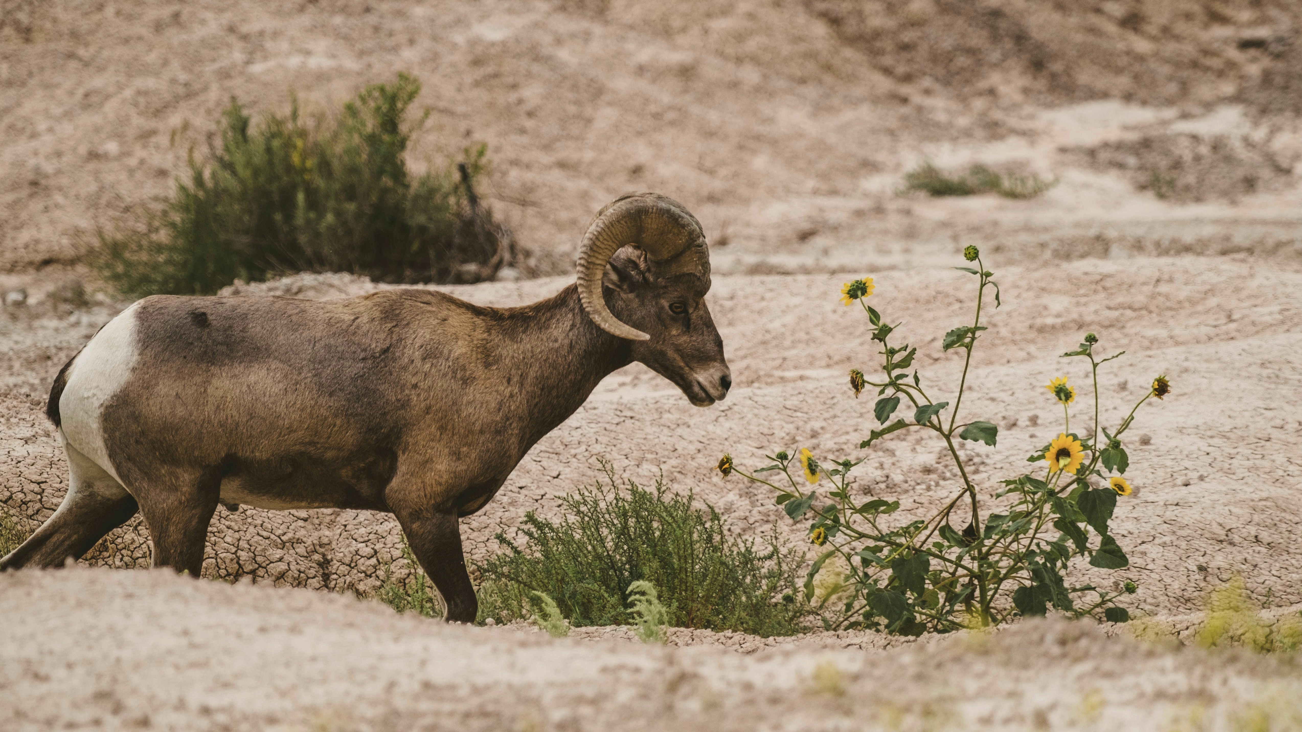a ram is standing in the dirt near a flower, 