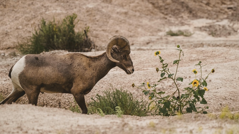 a ram is standing in the dirt near a flower