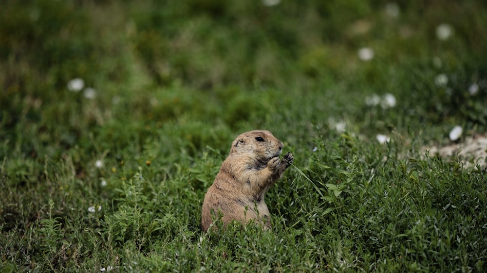 a small rodent is standing in the grass