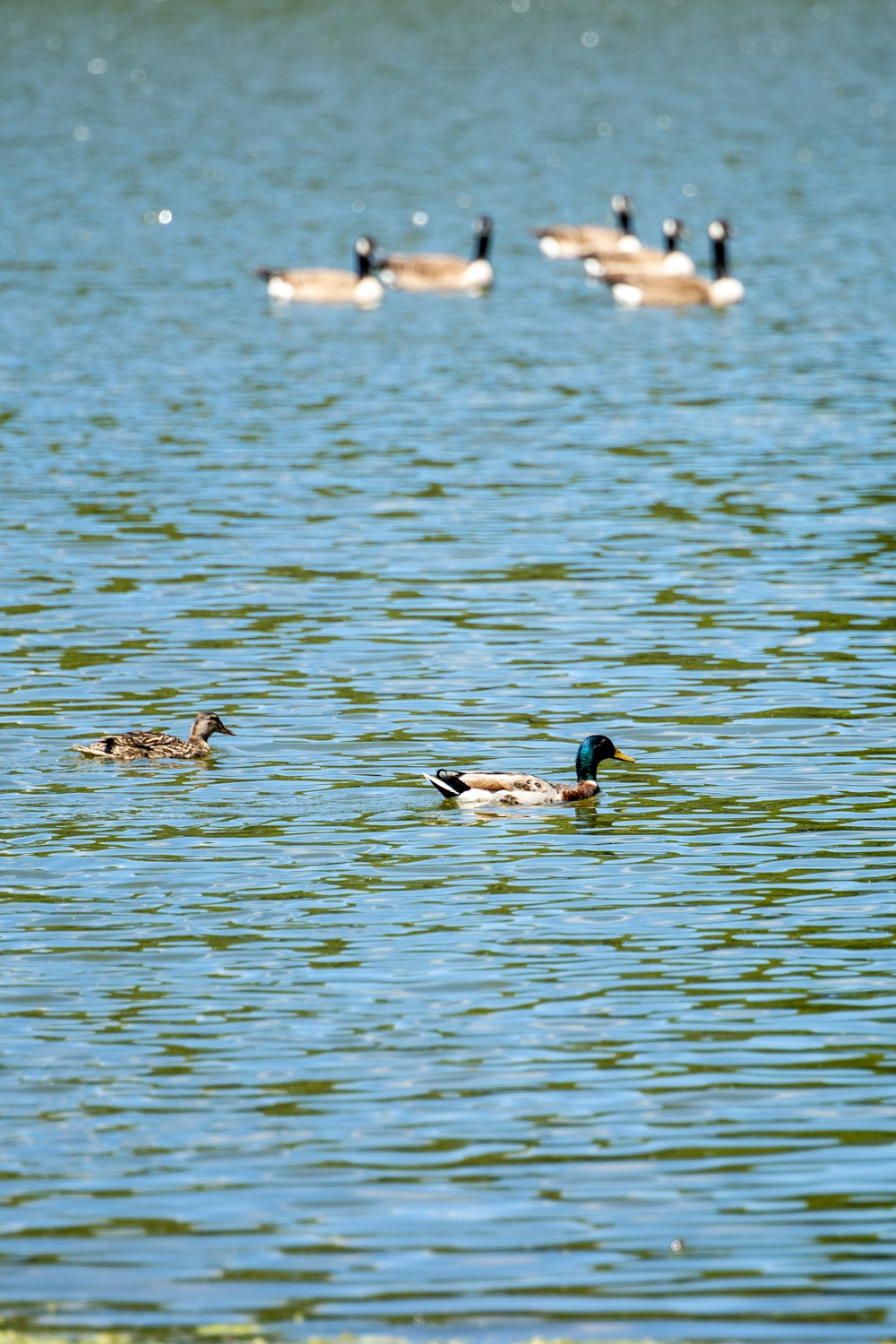 a group of ducks floating on top of a lake