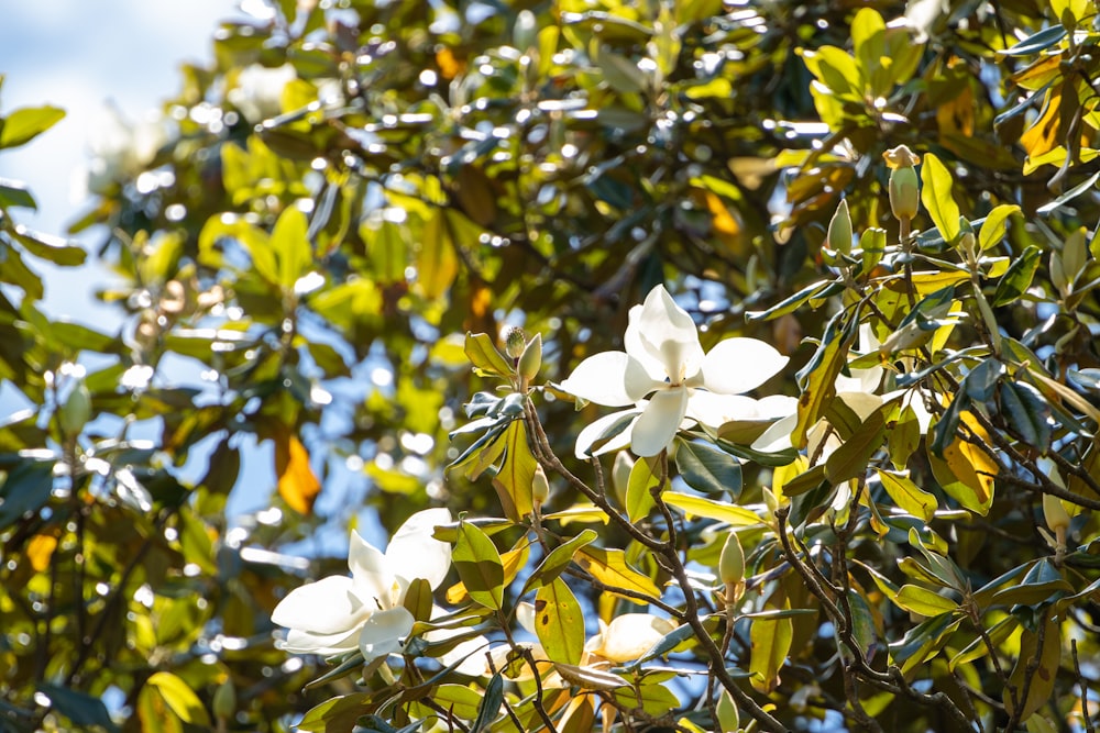 a tree with white flowers and green leaves