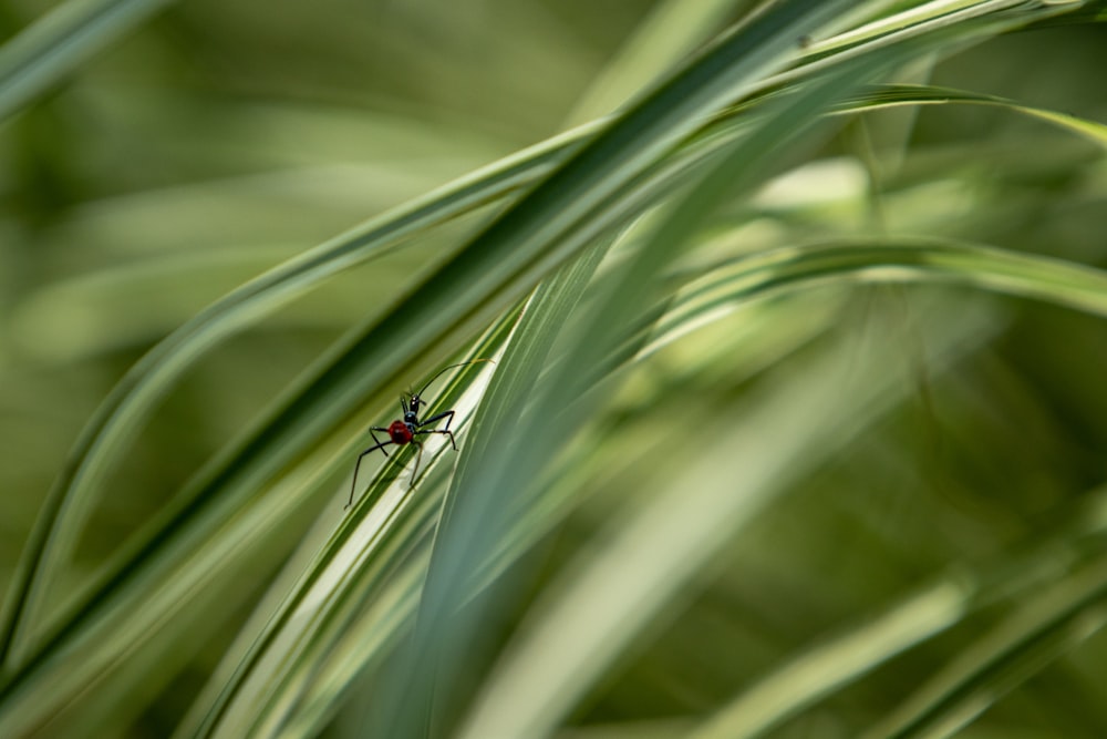 a bug sitting on top of a green plant