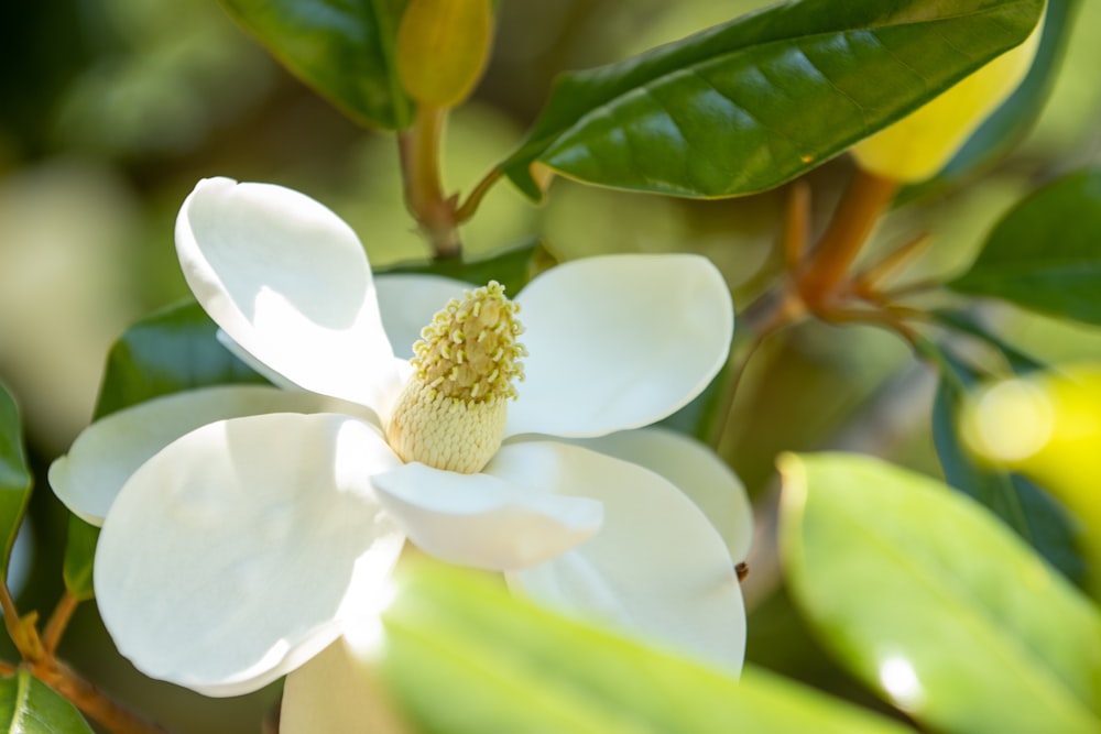 a close up of a white flower on a tree