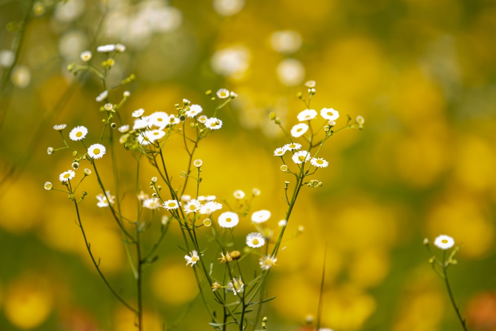 a bunch of flowers that are in the grass