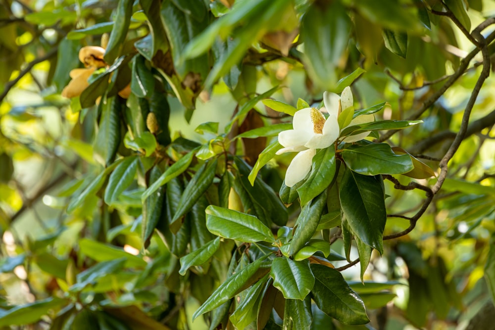 a white flower is growing on a tree