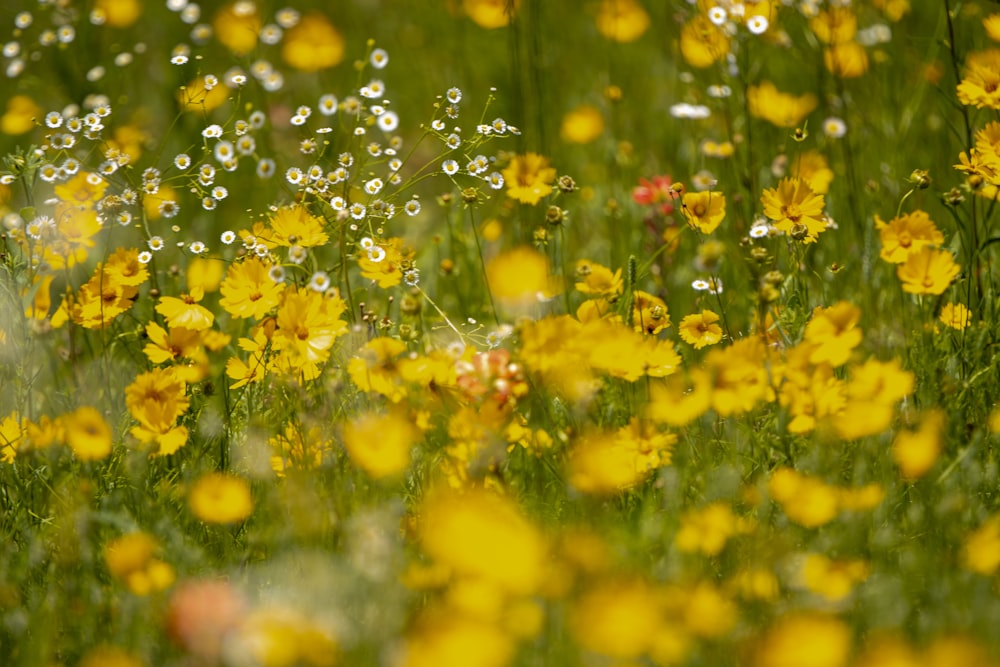 a field full of yellow flowers covered in water droplets