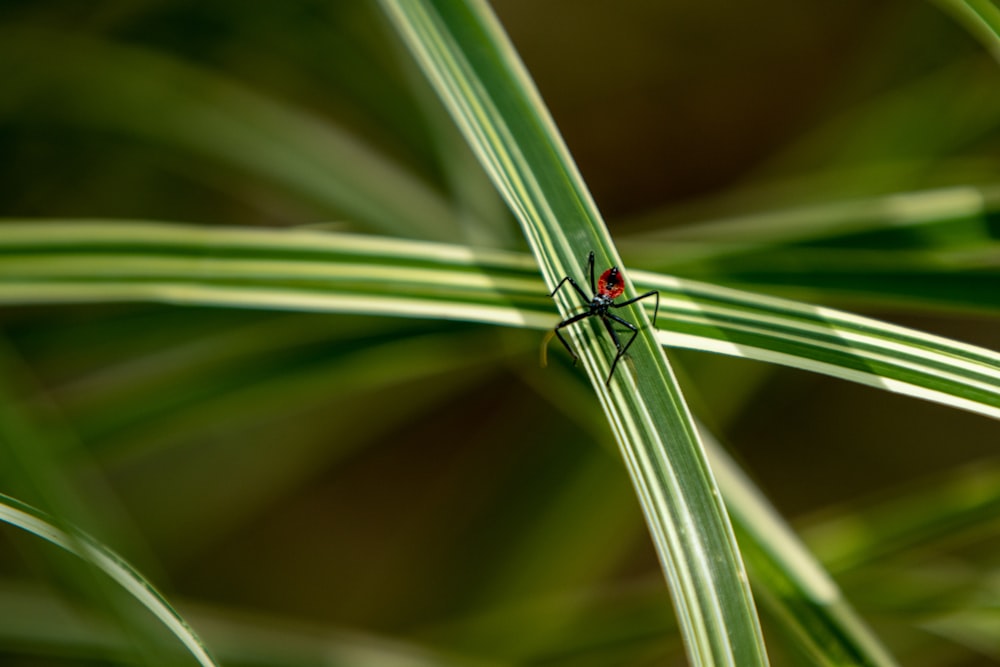 a red bug sitting on top of a green plant
