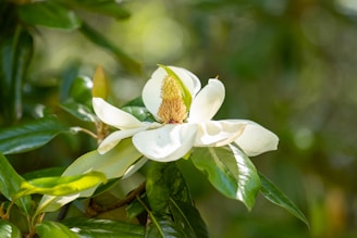 a close up of a white flower on a tree
