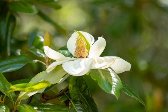 a close up of a white flower on a tree