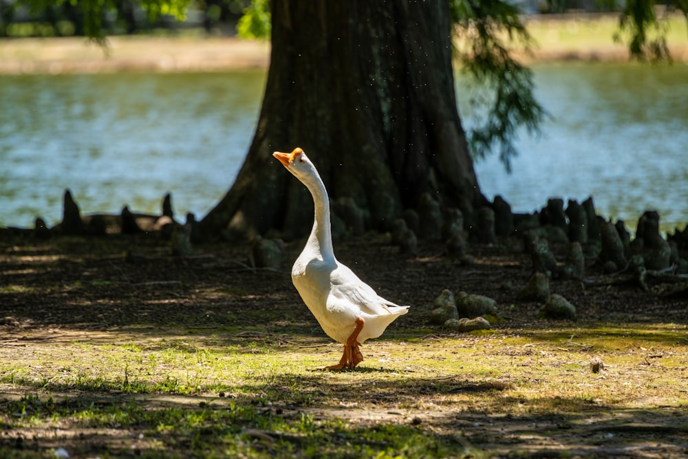 a goose standing in the grass near a tree