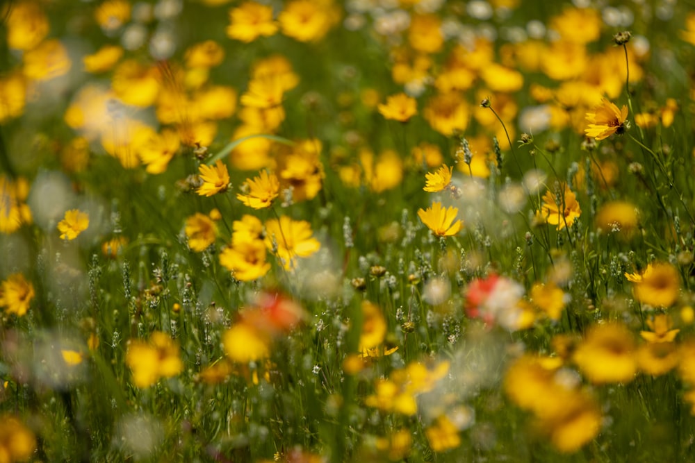 a field full of yellow and white flowers