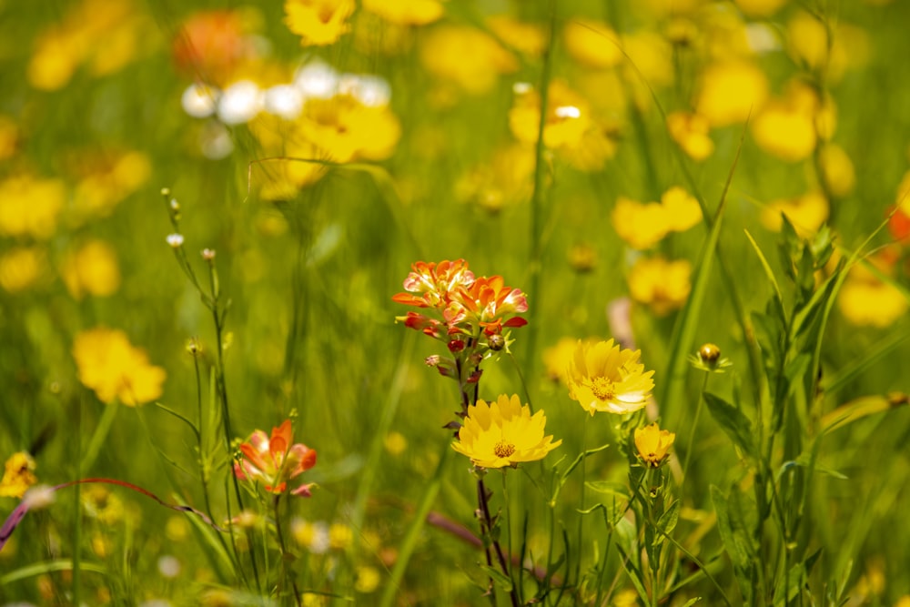 a bunch of flowers that are in the grass