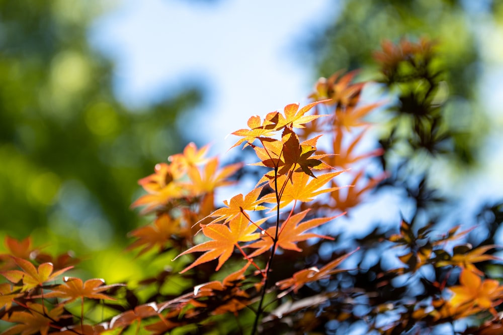 a close up of a tree with orange leaves