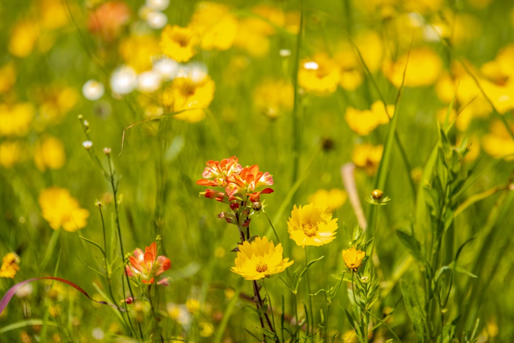 a bunch of flowers that are in the grass