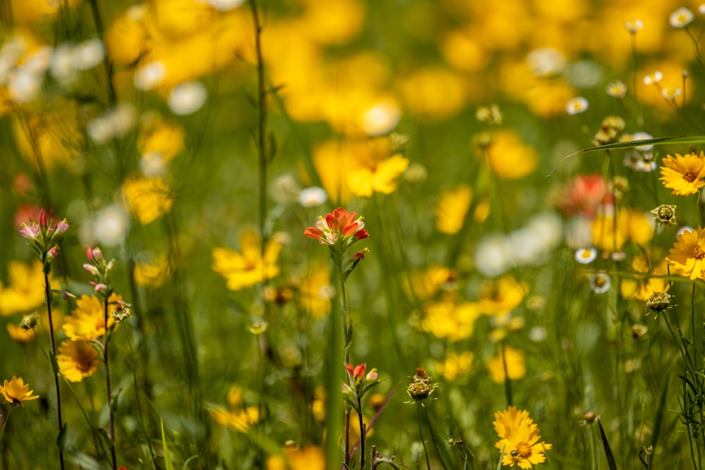a field full of yellow and red flowers