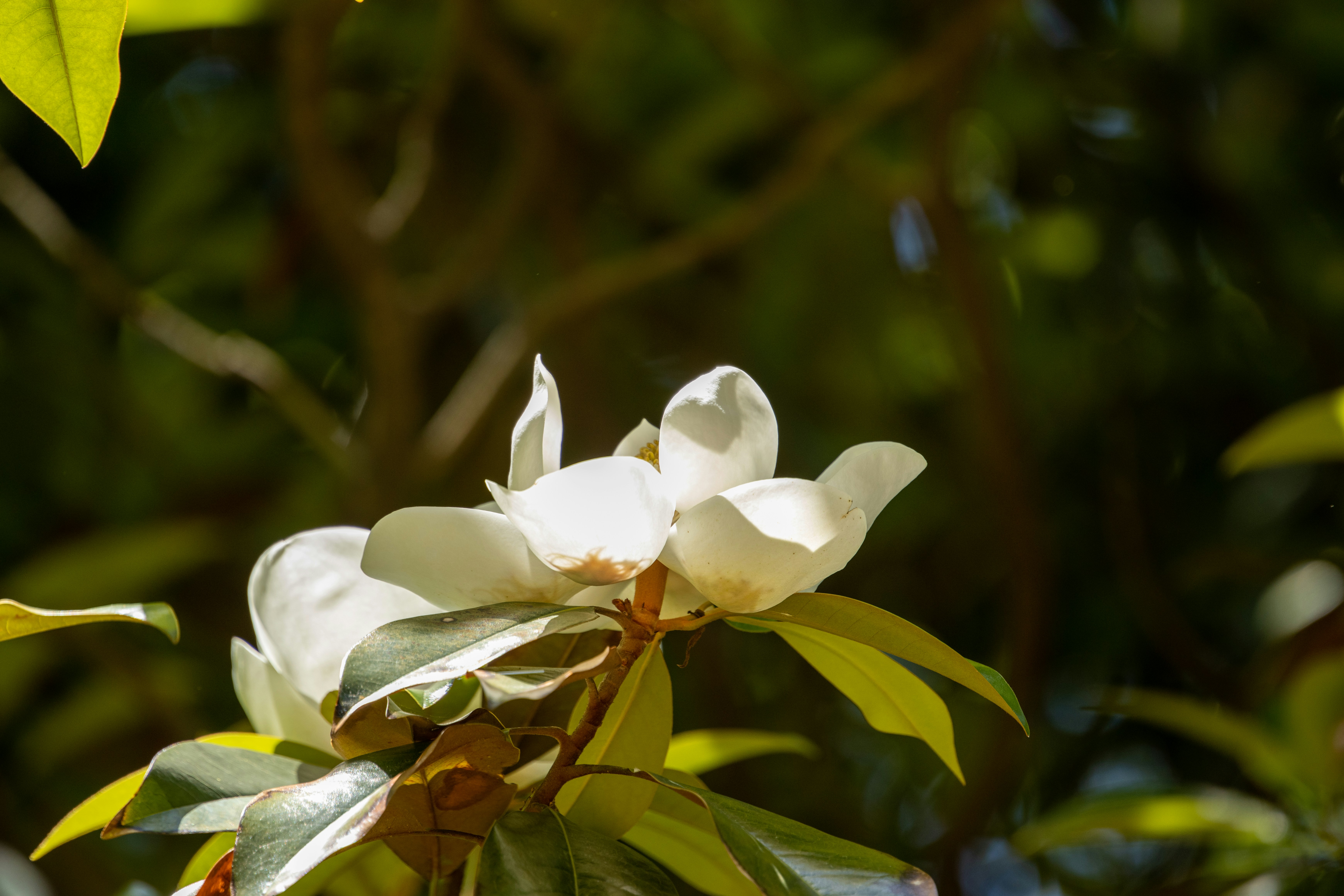 Photo by kennethbaucum