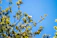 A freshly trimmed tree with vibrant green leaves under a bright Arizona sky.