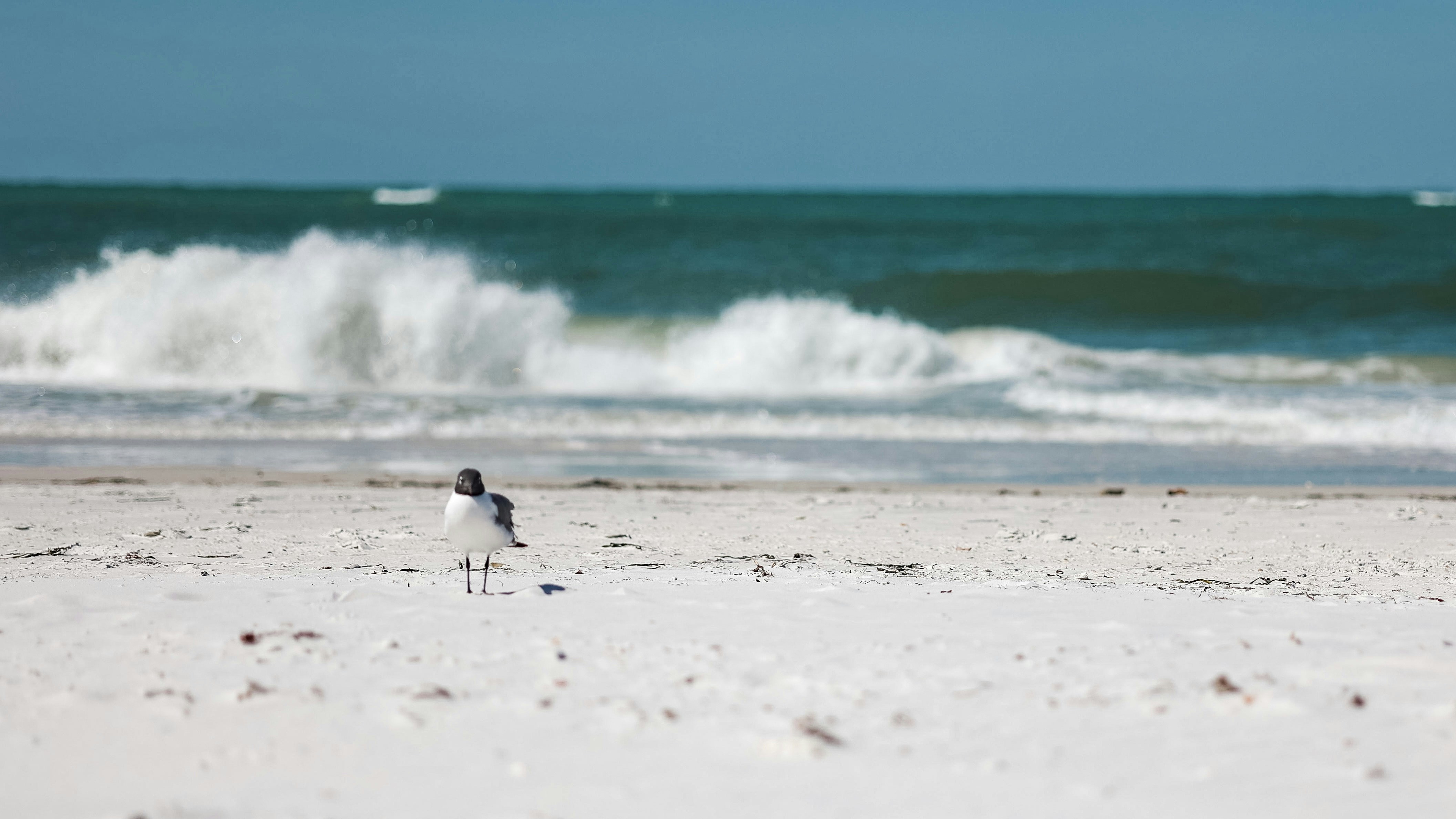uma gaivota de pé em uma praia de areia ao lado do oceano