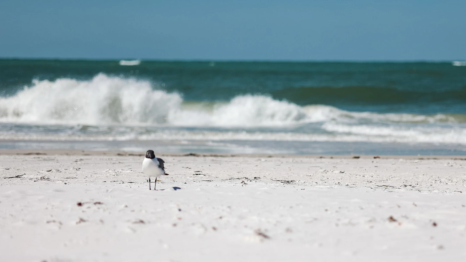 The St. Regis Longboat Key Resort Approaches Its First Anniversary on Florida's Gulf Coast