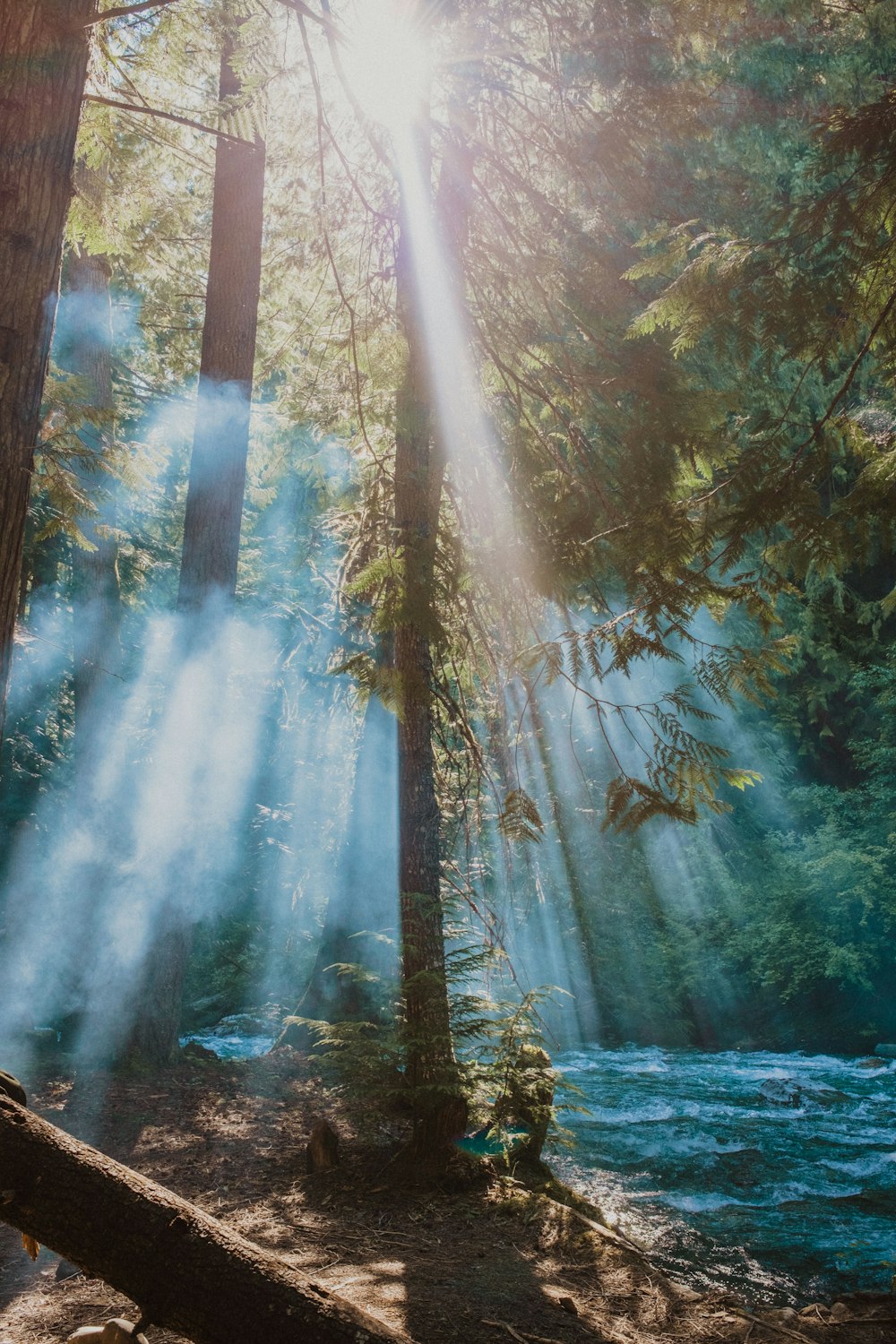 the sun shines through the trees in the forest