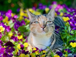 a cat laying in a field of flowers