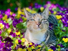 a cat laying in a field of flowers