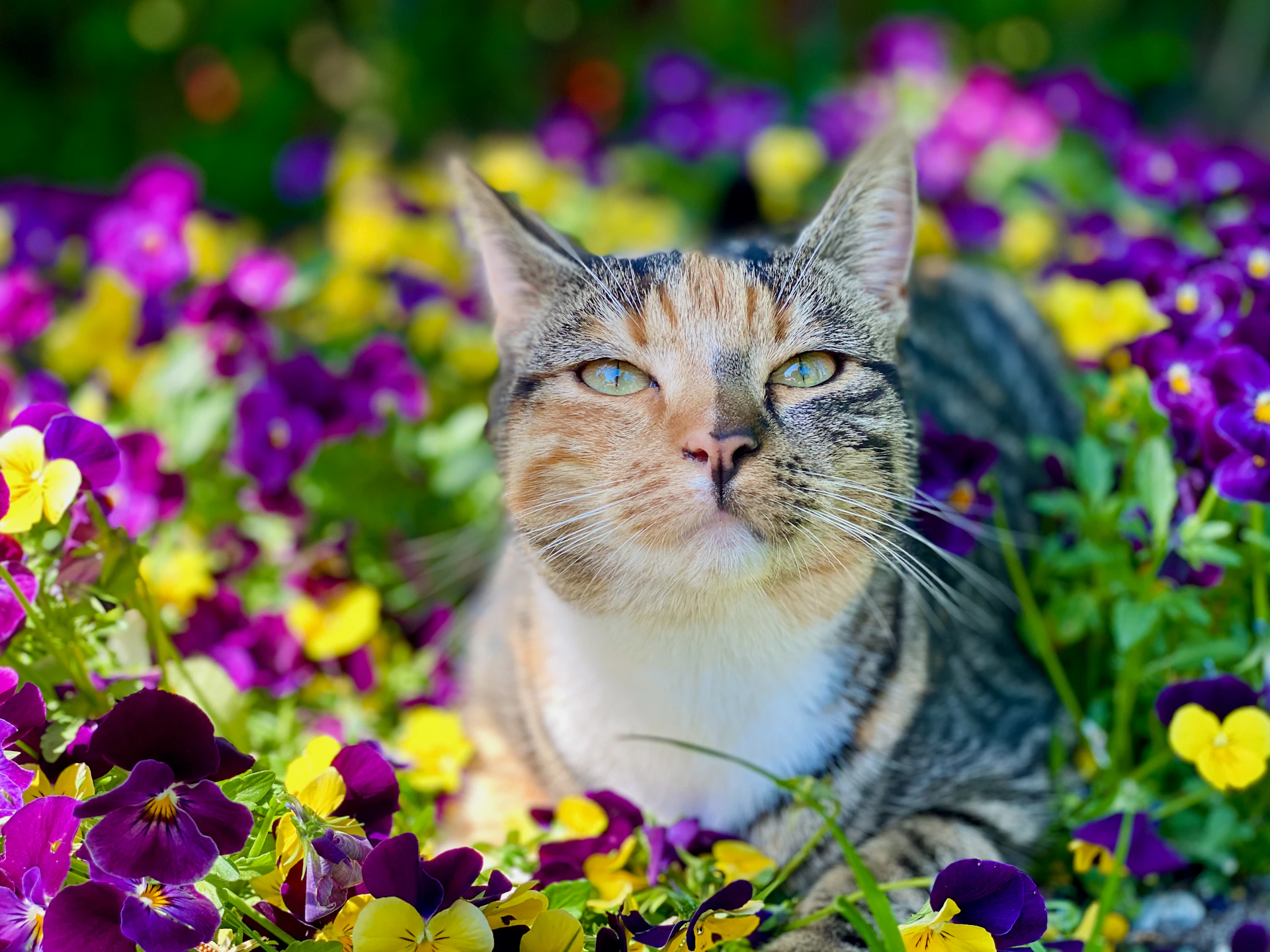a cat laying in a field of flowers