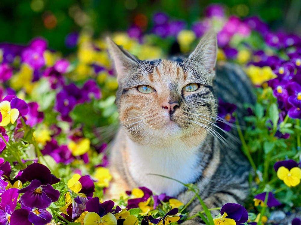 a cat laying in a field of flowers