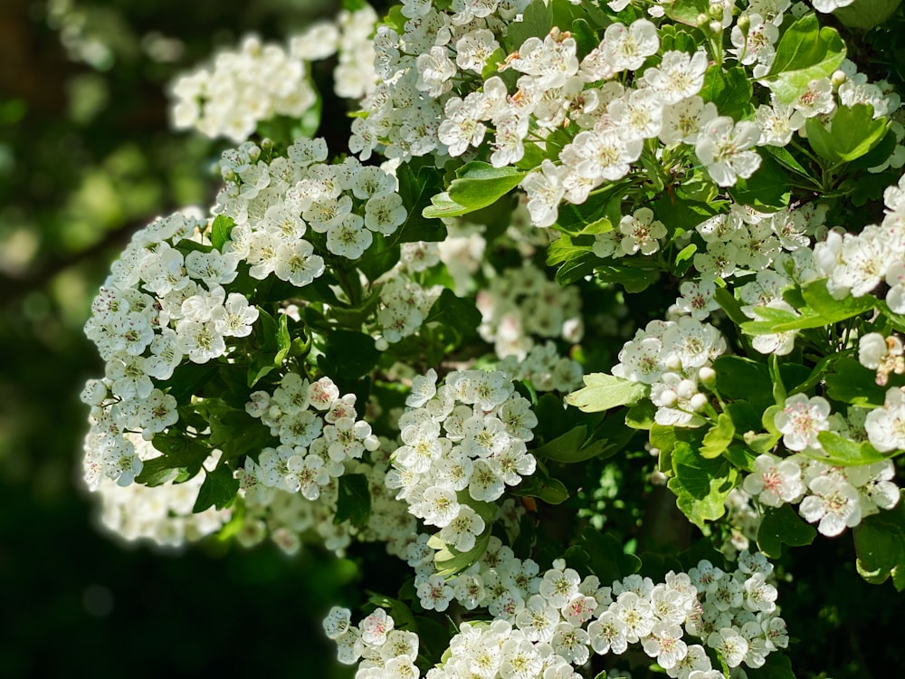 緑の葉を持つ白い花の茂み