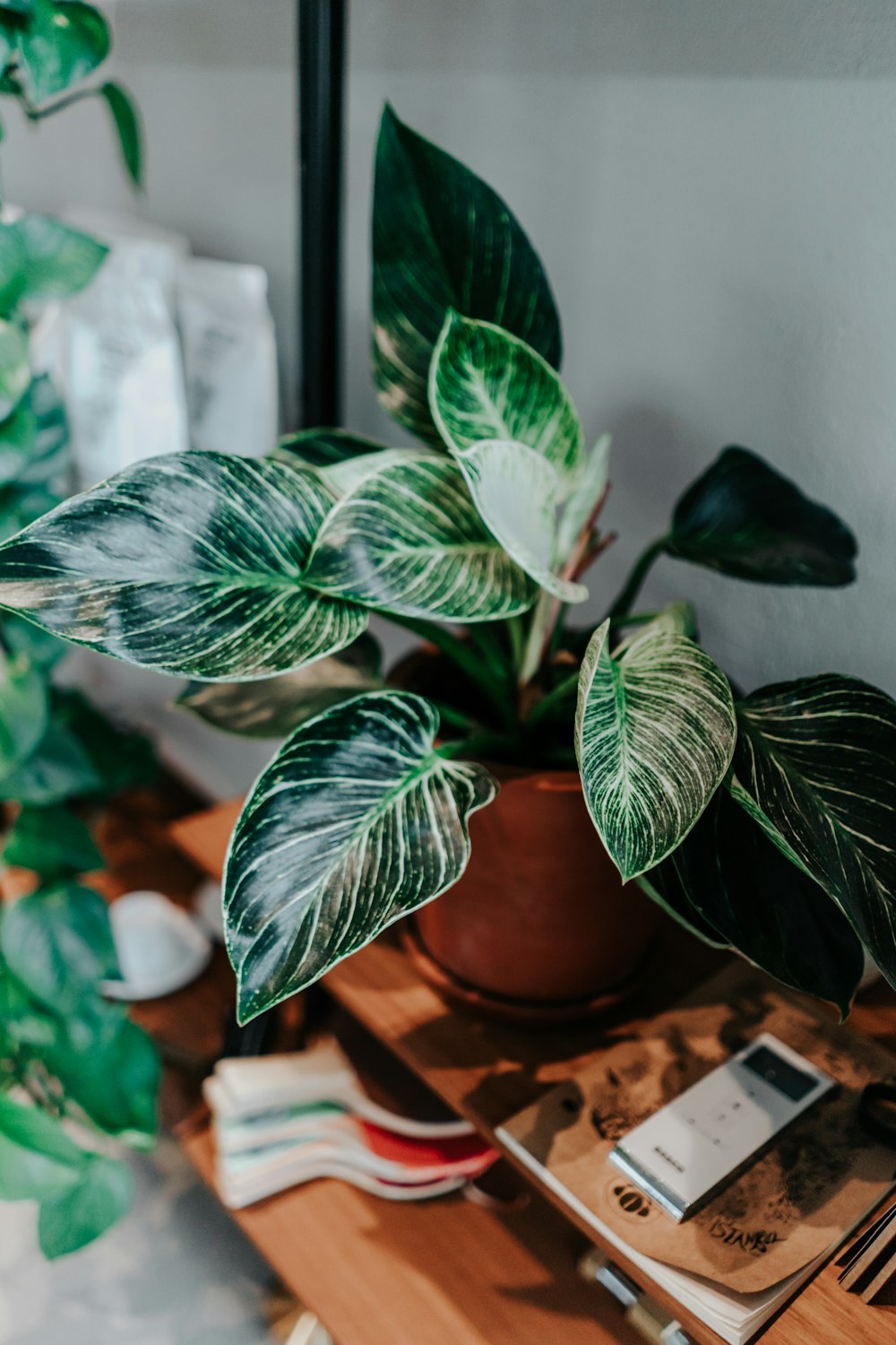 green and white plant in brown clay pot