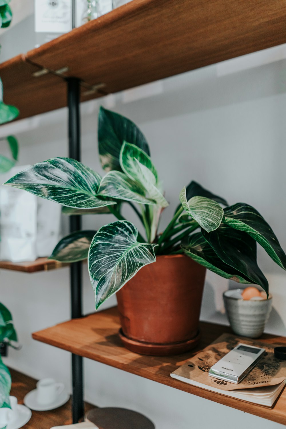 green plant on brown wooden table