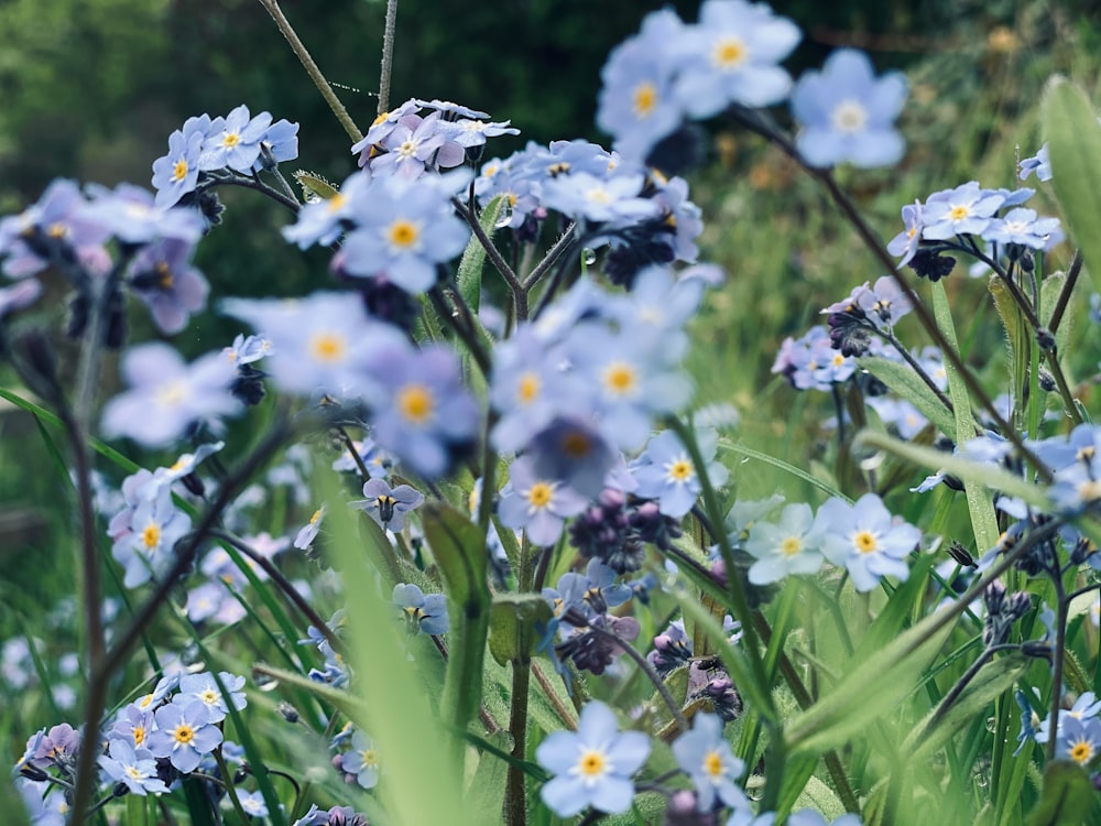 a bunch of blue flowers that are in the grass