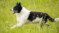 a black and white dog running through a field of tall grass