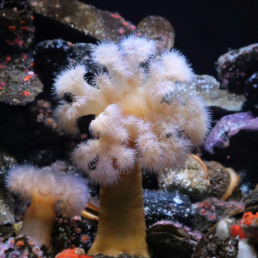 a close up of a sea anemone in an aquarium