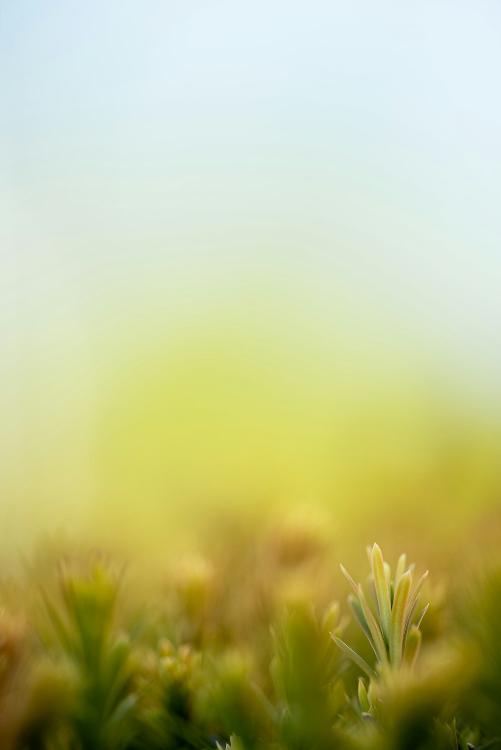 a blurry photo of a plant with a blue sky in the background