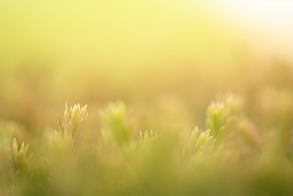 a blurry photo of a field of grass