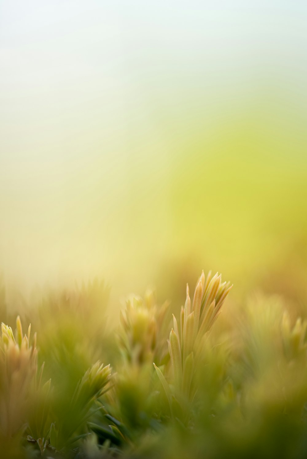 uma foto desfocada de uma planta com um fundo desfocado