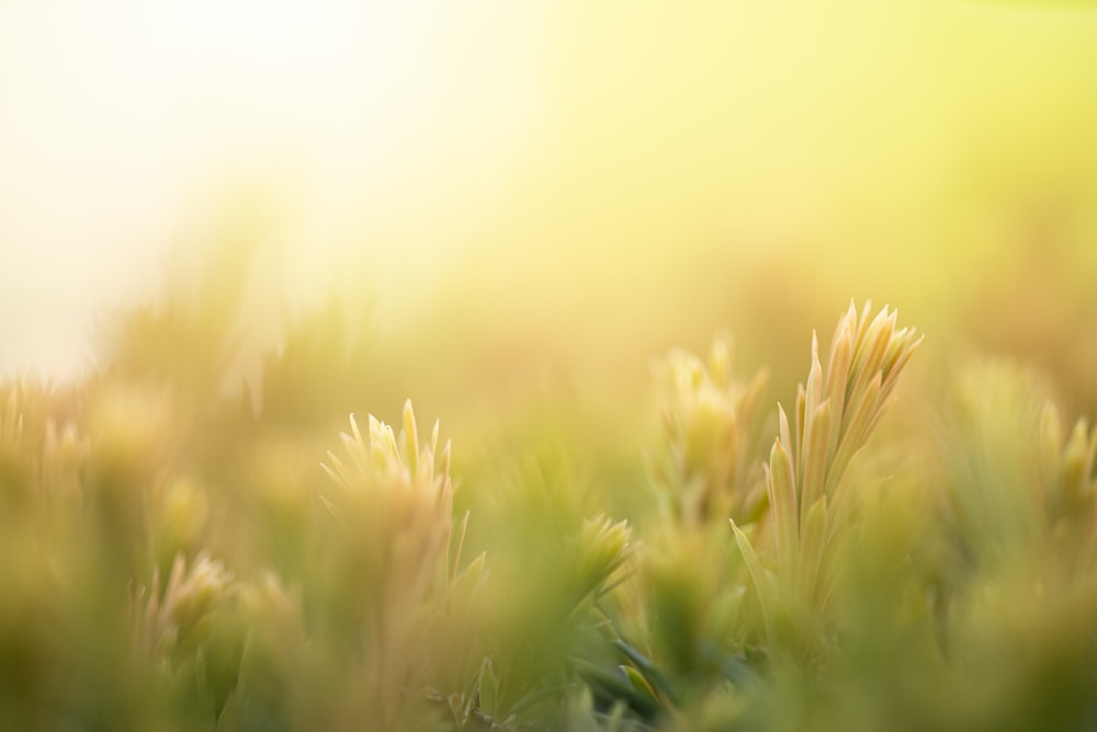 a blurry photo of a field of grass