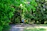 Cyclist riding through a lush green trail surrounded by tall trees and sunlight filtering through leaves.
