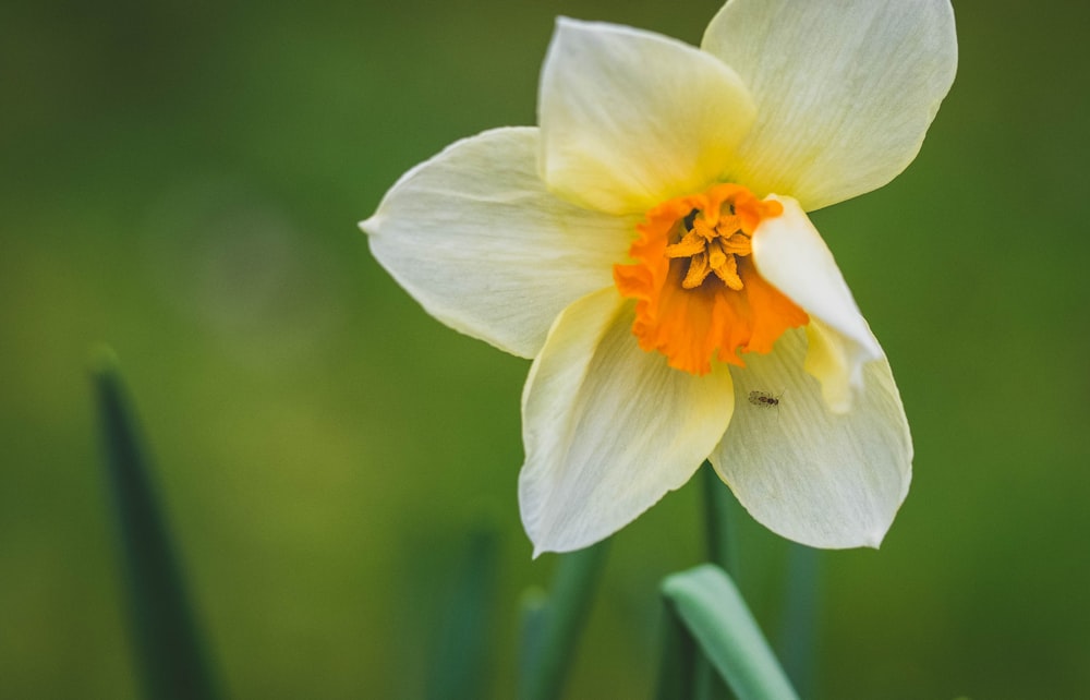 white and yellow flower in tilt shift lens