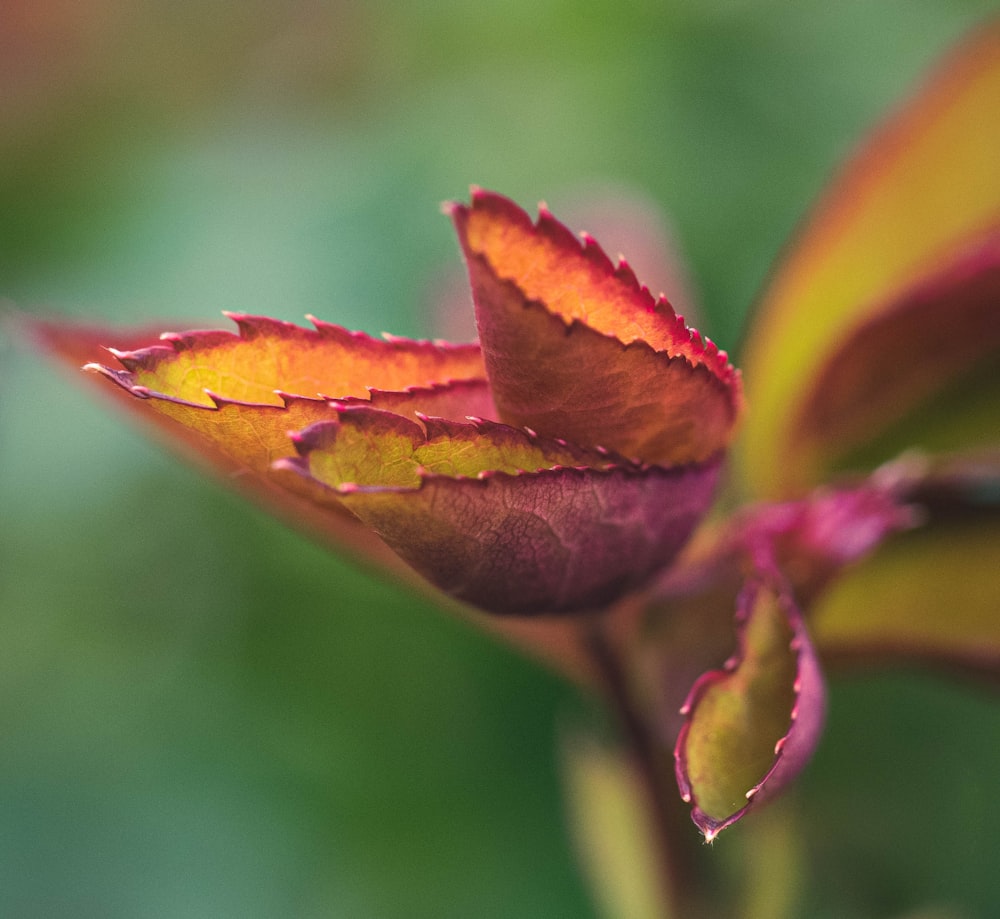 yellow and red flower in tilt shift lens