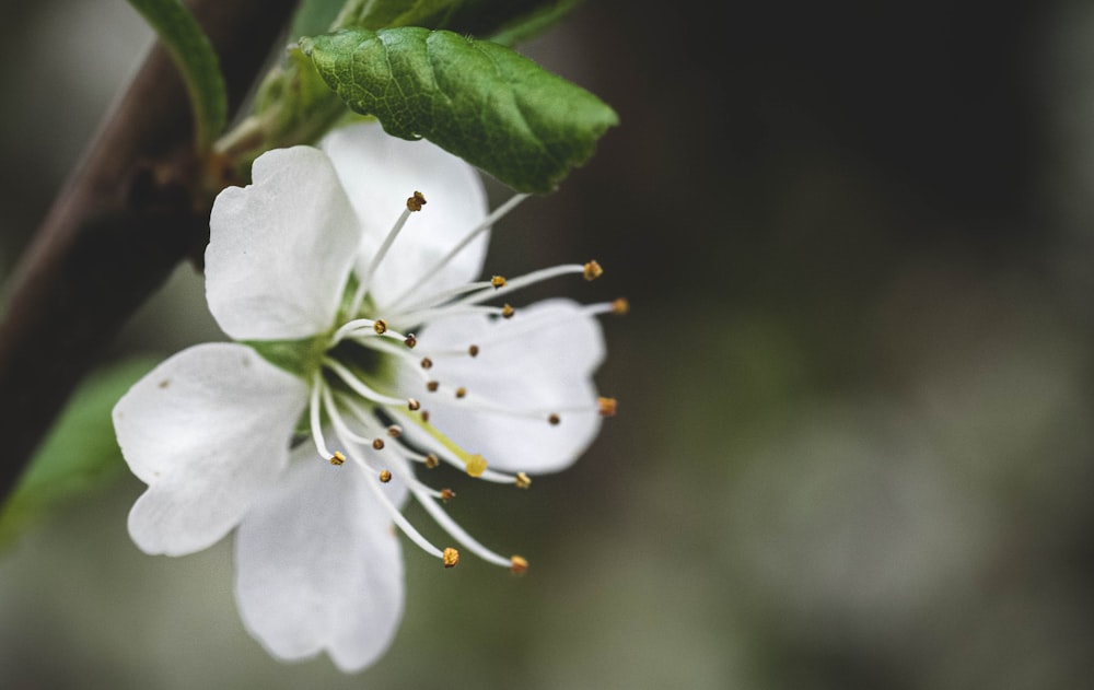 white flower with green leaves