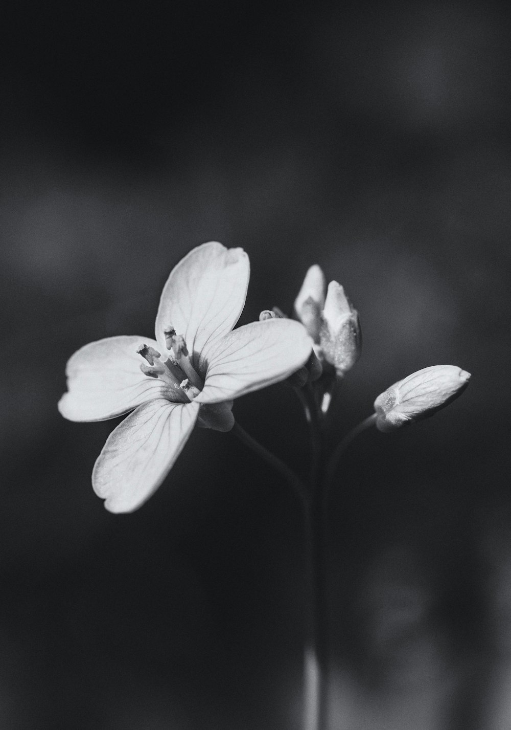 white flower in tilt shift lens