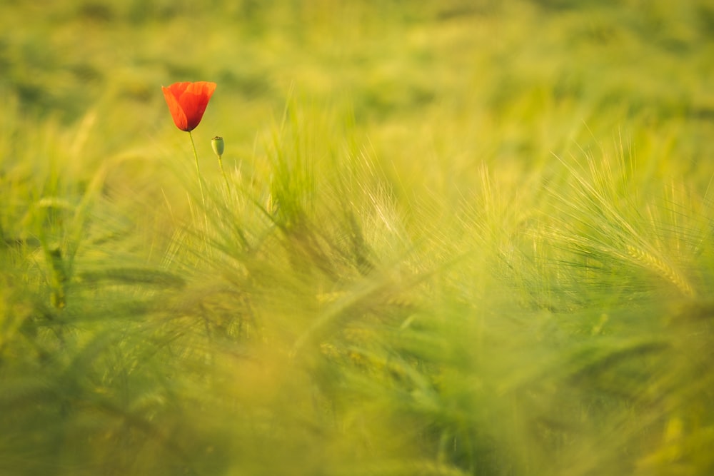 red flower on green grass